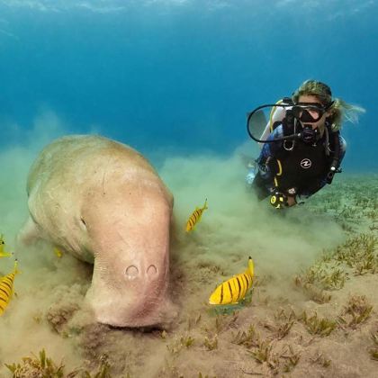 埃及锡瓦+马特鲁港+苏伊士+亚历山大+阿斯旺+卢克索+阿莱姆港+Dolphin House - Sha'ab Samadai Reef15日14晚跟团游