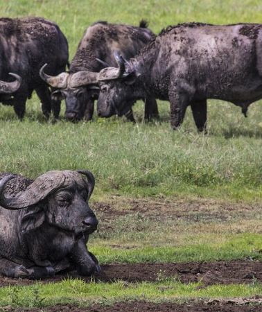 3D2N • 3 Day tour Tarangire, Ngorongoro crater & Lake Manyara