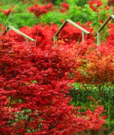 2日1晚 • 新豐2天團 · 《楓紅物語》「嶺南紅葉世界秋楓」(漫山紅葉層林盡染，滿目映紅)「煙雨茶田」「天空之鏡~天梯」「霍比特小屋」 保證入住紅葉世界風景區內酒店~獨立別墅星空玻璃房