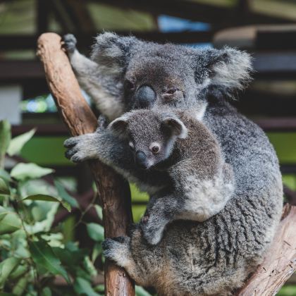 澳大利亚8日跟团游