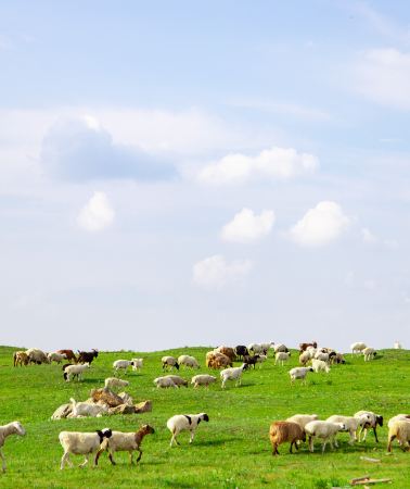 5D4N • Inner Mongolia + Hohhot + Huitengxile Grassland + Wulanhada Volcano Geopark + Whistling Dune Bay