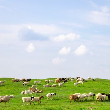 内蒙古呼和浩特+希拉穆仁草原+响沙湾5日跟团游