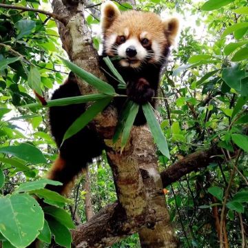 西双版纳+普洱+景迈山7日6晚自由行