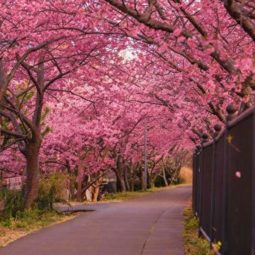 日本北海道+带广+阿寒湖+网走市+札幌7日6晚私家团