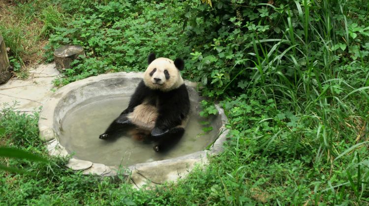 5D4N · Private Tours · Chongqing + Chengdu by High-Speed Rail - Immersive Local Life - Panda, Sanxingdui, Dujiangyan, Yangtze River Cableway, Hongya Cave Night View, Liziba Light Rail & Kuanzhai Alley