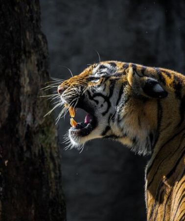 4D3N • 4-Days Golden Triangle Tour with Ranthambore Safari from Delhi