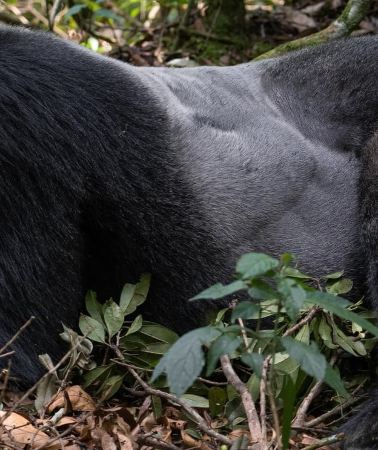 4D3N • 4-Day Gorillas and Golden Monkeys Safari Rwanda to Uganda