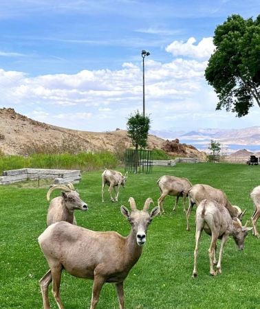 3D2N • Round-trip from Las Vegas | Grand Canyon West Rim 3-Day Tour