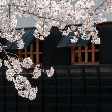 日本大阪+京都6日5晚跟团游