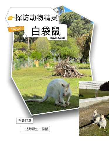 野生白袋鼠 霍巴特