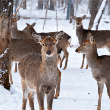 哈尔滨+伊春6日5晚私家团