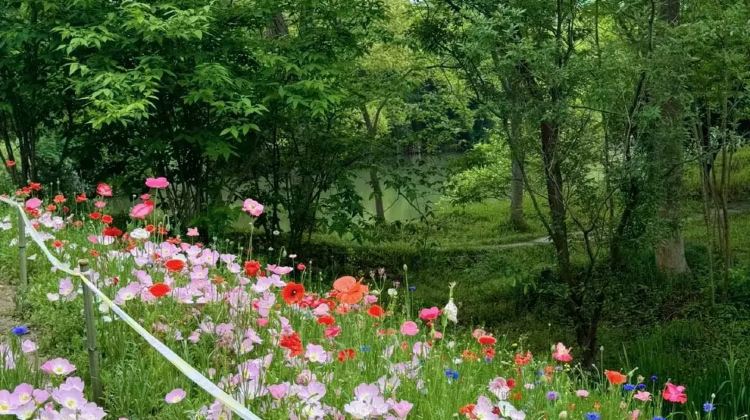2D1N · Private Tours · China + Hangzhou + West Lake + Lingyin Temple + Longjing Village