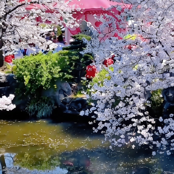 武汉黄鹤楼+武当山风景区+神农架+长江三峡8日7晚跟团游