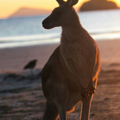 阿德莱德8日7晚私家团