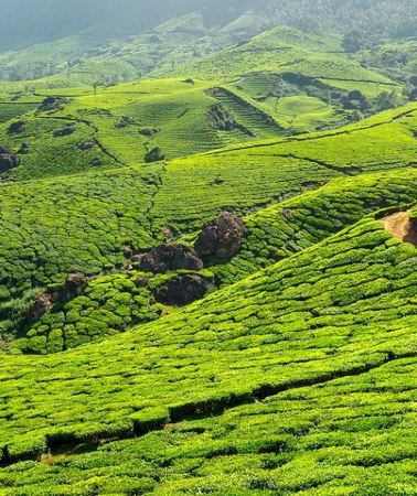 3D2N • 2 Nights Misty Munnar Sightseeing (Private Tour with Car) - Iris Holidays