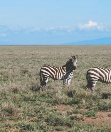 2D1N • 2-Day Arusha visit Ngorongoro Crater and Tarangire Safari