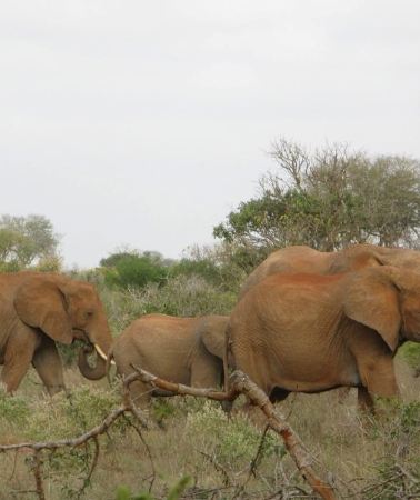 3D2N • Mombasa: 3-Day Tsavo East/West & Kilimanjaro Views Safari