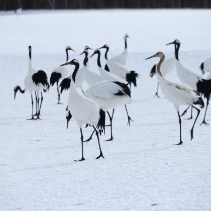 日本北海道十胜川温泉+阿寒湖+摩周湖+层云峡+旭川+小樽+札幌11日10晚私家团