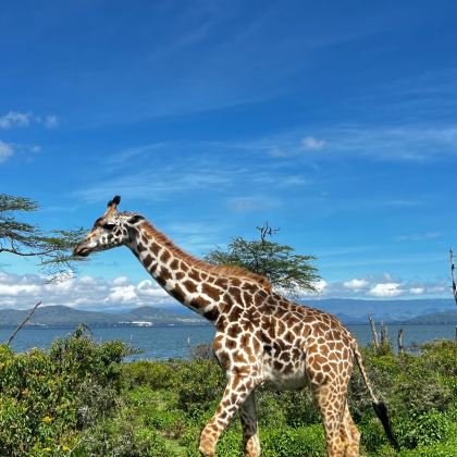 肯尼亚内罗毕+安博塞利+马赛马拉国家保护区+奈瓦沙湖8日7晚跟团游