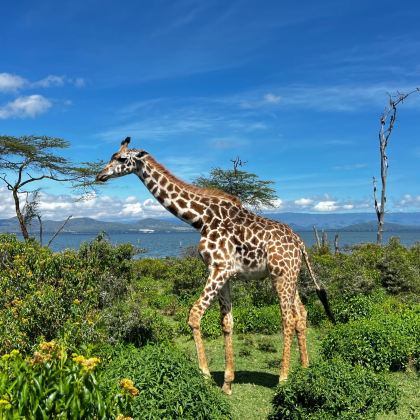肯尼亚内罗毕+安博塞利+马赛马拉国家保护区+奈瓦沙湖8日7晚跟团游