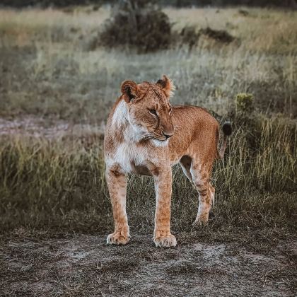 肯尼亚+坦桑尼亚10日9晚拼小团