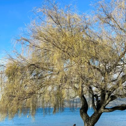 新西兰+斐济13日12晚私家团