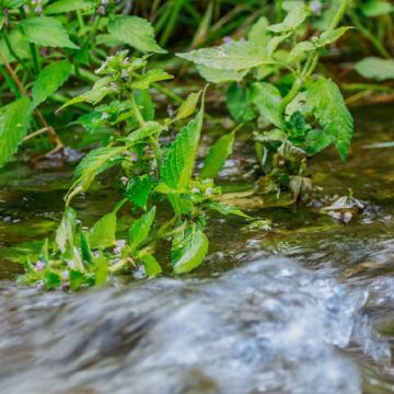呼伦贝尔+阿尔山5日4晚私家团