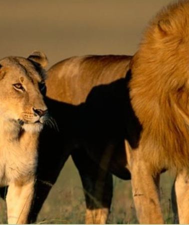 3D2N • Kruger National Park Safari Adventure 3 Days from Johannesburg