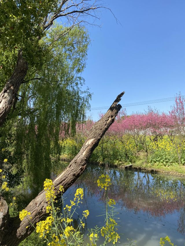 上海南汇桃花村旅行图片 8