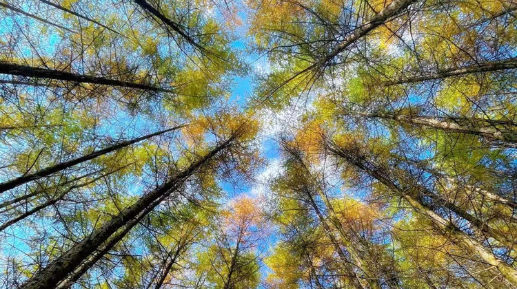 川西亲子游旅行社排名：2025年五强口碑榜单