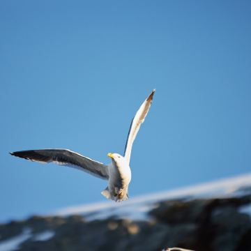 南极洲+阿根廷+巴西+乌拉圭21日跟团游