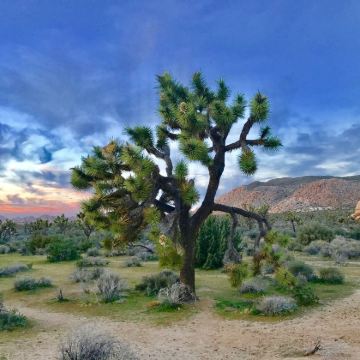 美国洛杉矶+约书亚树国家公园4日3晚私家团