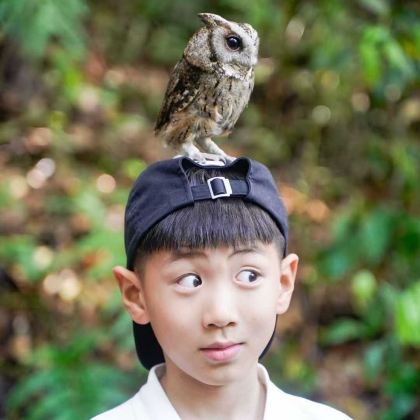 亲近自然•版纳+普洱5天4晚亲子营 | 入住小熊猫庄园 | 雨林穿越·雨林牧象·泼水体验·夜观昆虫·大咖伴游等20+尊享VIP体验【专业亲子导游+全程摄影跟拍】探索热带风情，品味舌尖版纳