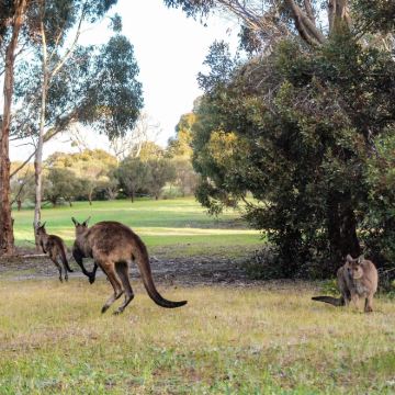 澳大利亚阿德莱德+袋鼠岛袋鼠岛野生动物园+汉多夫德国村6日5晚私家团