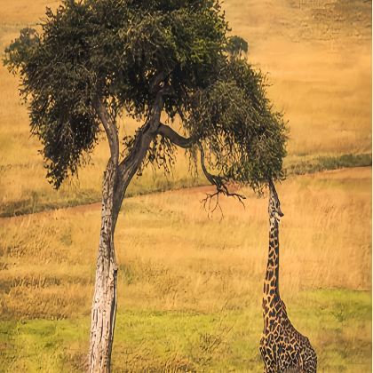 纳米比亚+南非+博茨瓦纳+津巴布韦+赞比亚+埃塞俄比亚16日跟团游