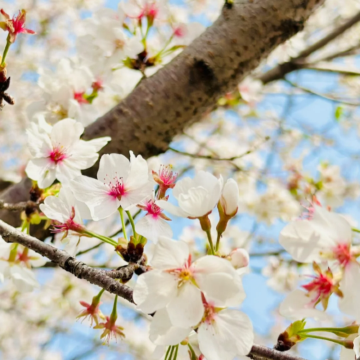 江西庐山+庐山西海主景区3日2晚拼小团