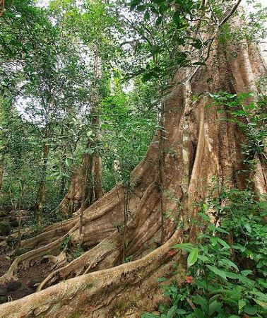 2D1N • Nam Cat Tien National Park 2-Day Tour with Lodging, Meals..