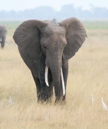 6D5N • Nairobi: 6-Day Safari and Beach Holiday in Kenya
