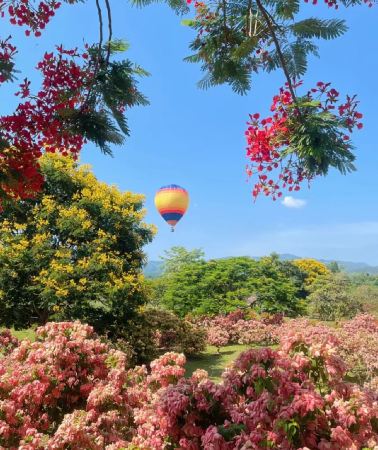 5D4N • Xishuangbanna: Wild Elephant Valley + Primitive Forest Park + Tropical Botanical Garden + Dai Ethnic Garden + Tea-Picking Experience