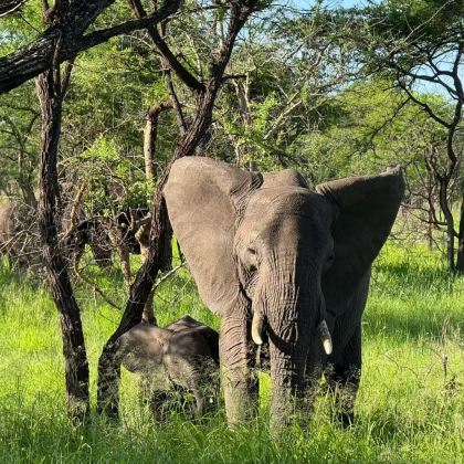 坦桑尼亚+塔兰吉雷国家公园+恩戈罗恩戈罗火山口+塞伦盖蒂国家公园9日8晚拼小团
