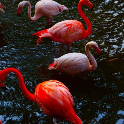 广州+珠海+长隆野生动物世界+珠海长隆海洋王国4日3晚跟团游