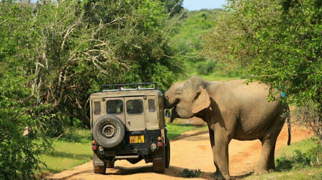 斯里兰卡8日7晚·咨询享好礼+赠电子签+自然与野奢+狮子岩+康提  穿越高山茶园+乘jeep车在雅拉国家公园追逐猎豹踪影+霍顿平原徒步+ 在+世界尽头+迎接壮丽日出+ 这是一场自然与文化交织的旅程