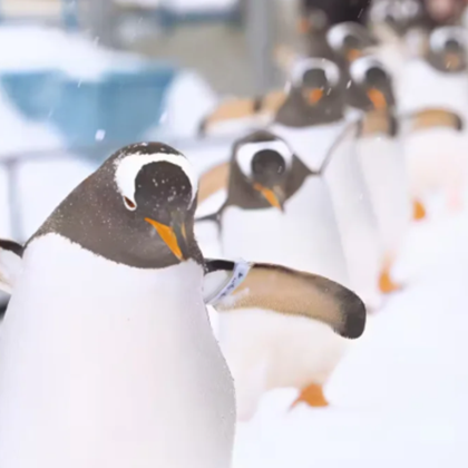 日本北海道6日5晚私家团