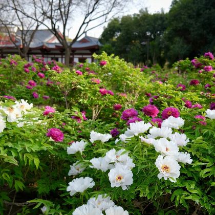 河南洛阳+老君山景区+龙门石窟+少林寺4日3晚私家团