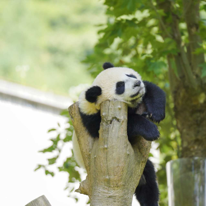 何以天府5日亲子营 站式尽览天府精华，大熊猫网友见面&三星堆专场博士讲座&都江堰水利之神奇&5钻酒店连住4晚