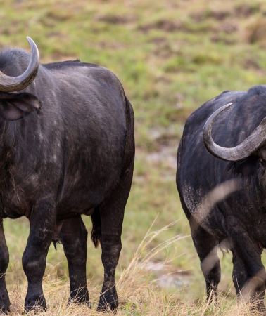 2D1N • Tsavo East safari Park 2-Day Safari from Mombasa, watamu