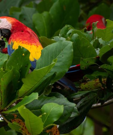 2D1N • Corcovado National Park Wild Overnight 2 Days: Sierpe