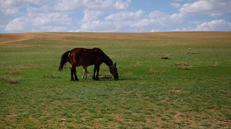 5-Day Baotou, Xilamuren Grassland & Whistling Dune Bay Private Tour · Consult for Exclusive Discount · High-quality Inner Mongolia Trip, Lotus Hotel & Yurt Stay, All-inclusive Package