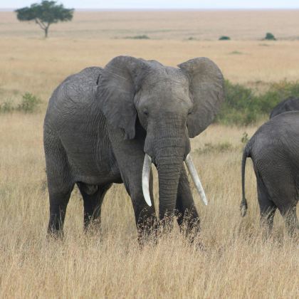 肯尼亚8日7晚拼小团