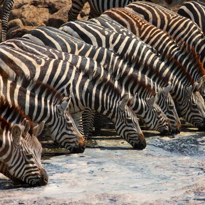 肯尼亚桑布鲁自然保护区3日2晚私家团